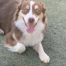 Korben - Red tri male Miniature Australian Shepherd puppy in Douglas, Arizona from Starry-Eyed Mini Aussies with Tails