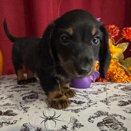 Girl 1 - Black and tan female Dachshund puppy in Alice, Texas from Crimson’s longhair Dachshunds