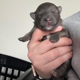 Blue - Blue male Pomeranian puppy in Cheektowaga, New York from Buffalo Pomeranians 716