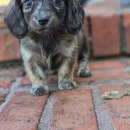 Cream brindle - Brindle female Dachshund puppy in Ashford, Alabama from Circle City Dachshunds