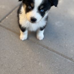 Purple - Black tri female Miniature Australian Shepherd puppy in Arizona from Country Charm Mini Aussies