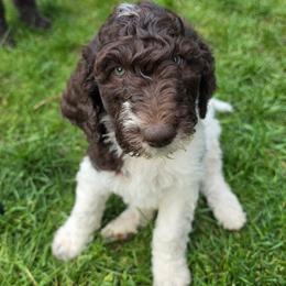 Tiramisu - Parti male Poodle puppy in Clayton, Washington from Short Legs & Curly Wags LLC