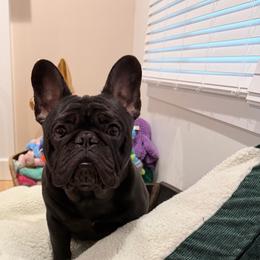 Legend - Brindle male French Bulldog puppy in Massachusetts from Wynning Frenchies