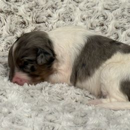 Aurora - Merle female Bernedoodle puppy in Monument, Colorado from Colorado Dreamin Doodles