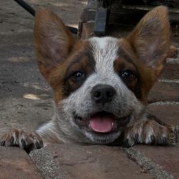 Little Tyke Aka Newt - Red speckled male Australian Cattle Dog puppy in Red Bluff, California from Route 99 Heelers