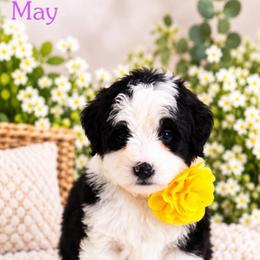 May - Black and white female Bernedoodle puppy in Diamond Bar, California from Furrytaildoodles