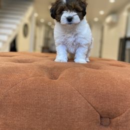 Goldendoodle and Havapoo Puppies from Lady Paws Puppies