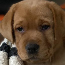 Labrador Retrievers from Ware the Labs Are