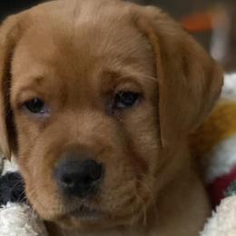 Labrador Retrievers from Ware the Labs Are