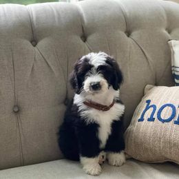 Sheepadoodle Puppies from Oak Valley Kennels