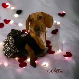 Millie - Dachshund