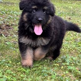 Black and tan - Black and tan male German Shepherd puppy in Lordstown, Ohio from Jewels German Shepherd