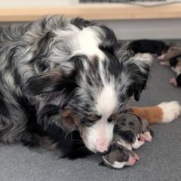 Aussiedoodle Puppies from Ridgeview Aussiedoodles