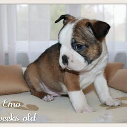 Boy 3-Emo - Seal and white male Boston Terrier puppy in North Central, Vermont from Windy Valley’s Bostons