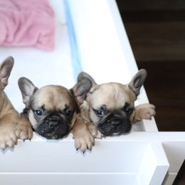 French Bulldog Puppies from Camp Fine Frenchies