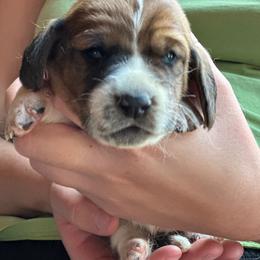 Female 5 - Mahogany and white female Basset Hound puppy in Lindley, New York from Hill Top Basset Hounds & Cane Corso