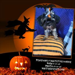 Penelope - Black & tan tri-color female Morkie puppy in Silverhill, Alabama from Malteseuluv’s Tiny Treasurers