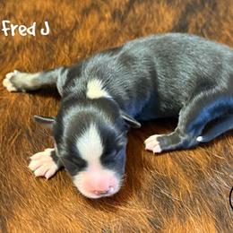 Fred - Black tri male Miniature Australian Shepherd puppy in Garden Plain, Kansas from Krazy K Aussies