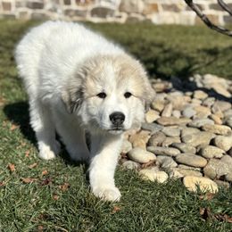 Oscar (Mr Orange) - White and badger male Great Pyrenees puppy in Sapphire, North Carolina from Sapphire Valley Great Pyrenees