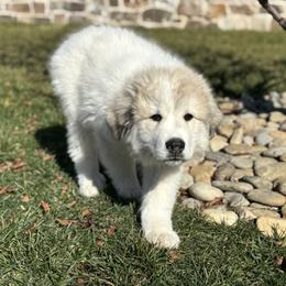 Oscar (Mr Orange) - White and badger male Great Pyrenees puppy in Sapphire, North Carolina from Sapphire Valley Great Pyrenees