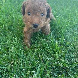 Mickey - Red  male Poodle puppy in Saint George, Utah from Oodles of Poodles