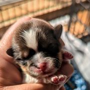 Boy 1 - Black gold and white Shorkie puppy in Idaho from Little Rascal Ranch