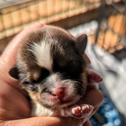 Boy 1 - Black gold and white Shorkie puppy in Idaho from Little Rascal Ranch