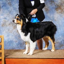 Australian Shepherds from Storm Shine Australian Shepherds