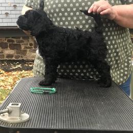 Portuguese Water Dog Puppies from Presidio PWDs