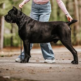 Urus - Cane Corso
