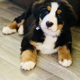 Bernese Mountain Dog Puppies from Royal Bernese Mountain Dogs
