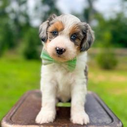Frank Sinatra - Blue merle male Aussiedoodle puppy in Chattanooga, Tennessee from Remedy Ranch Aussiedoodles
