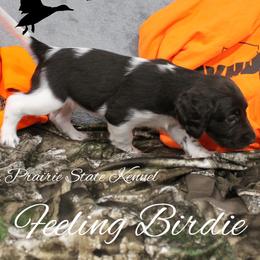 Feeling Birdie - Brown and white female Kleine Munsterlander puppy in New Lenox, Illinois from Prairie State Kennel