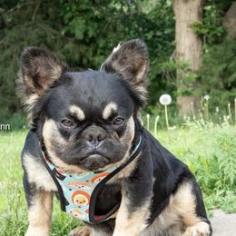 Moni - French Bulldog