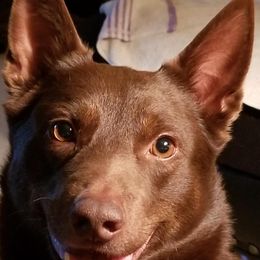 Australian Kelpies and Rat Terriers from Walkabout Australian Kelpies and Rat Terriers