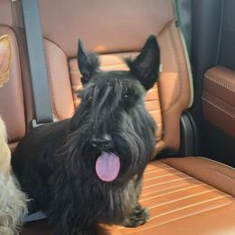 Jacob's - Scottish Terrier