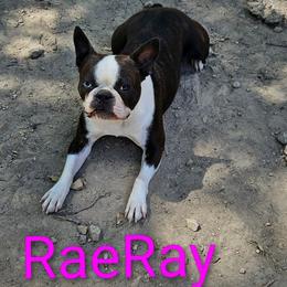 Boston Terrier puppies from Tellier's AKC Boston Terriers Missouri