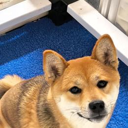 Octavia - Shiba Inu