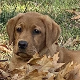 Labrador Retrievers from Hudson Valley Labradors