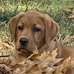 Labrador Retrievers from Hudson Valley Labradors