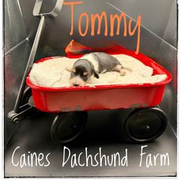 Tommy - Black and cream male Dachshund puppy in Cincinnati, Ohio from Caines Dachshund Farm