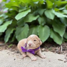 Curious George - Red  male Goldendoodle puppy in Camden, North Carolina from Oopsie Doodles of NC