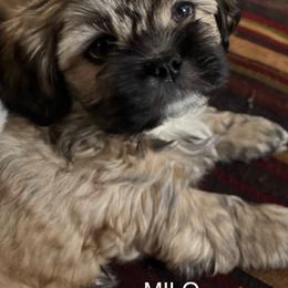 Milo - Red gold male Lhasa Apso puppy in Waterford, Connecticut from Floofie Butts