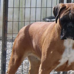 Cora - Boxer