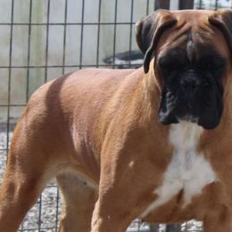 Cora - Boxer