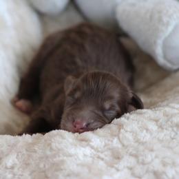 Rooster - Red tri-color male Australian Shepherd puppy in Oklahoma City, Oklahoma from Mika’s Aussies