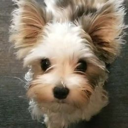 Lily - Yorkshire Terrier