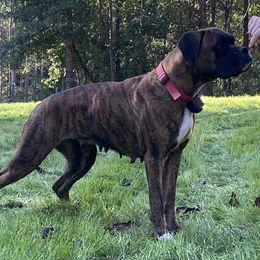 Boxers from BlueridgeBoxers