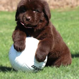 Belle - Brown female Newfoundland puppy in Kimball Twp, Michigan from Pine River Newfoundlands
