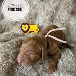Lioness - Apricot female Goldendoodle puppy in Harrisburg, Oregon from Dolly’s Doods